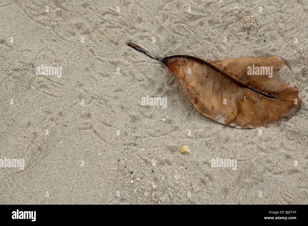 Blatt an einem Strand Stockfoto