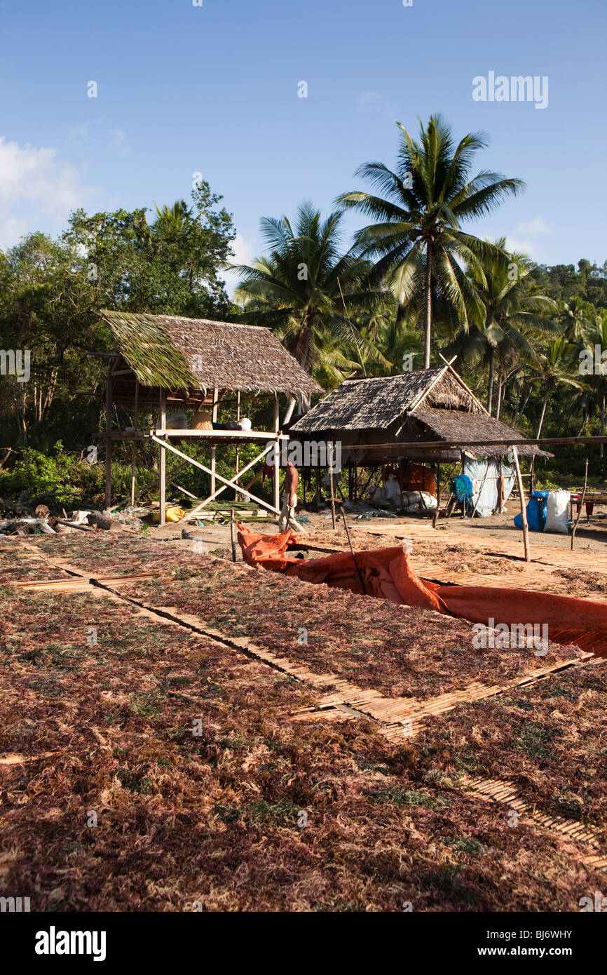 Indonesien, Sulawesi, Buton, Labundo Bundo, Küsten Algen Trocknung zu Agar Gelee machen Stockfoto