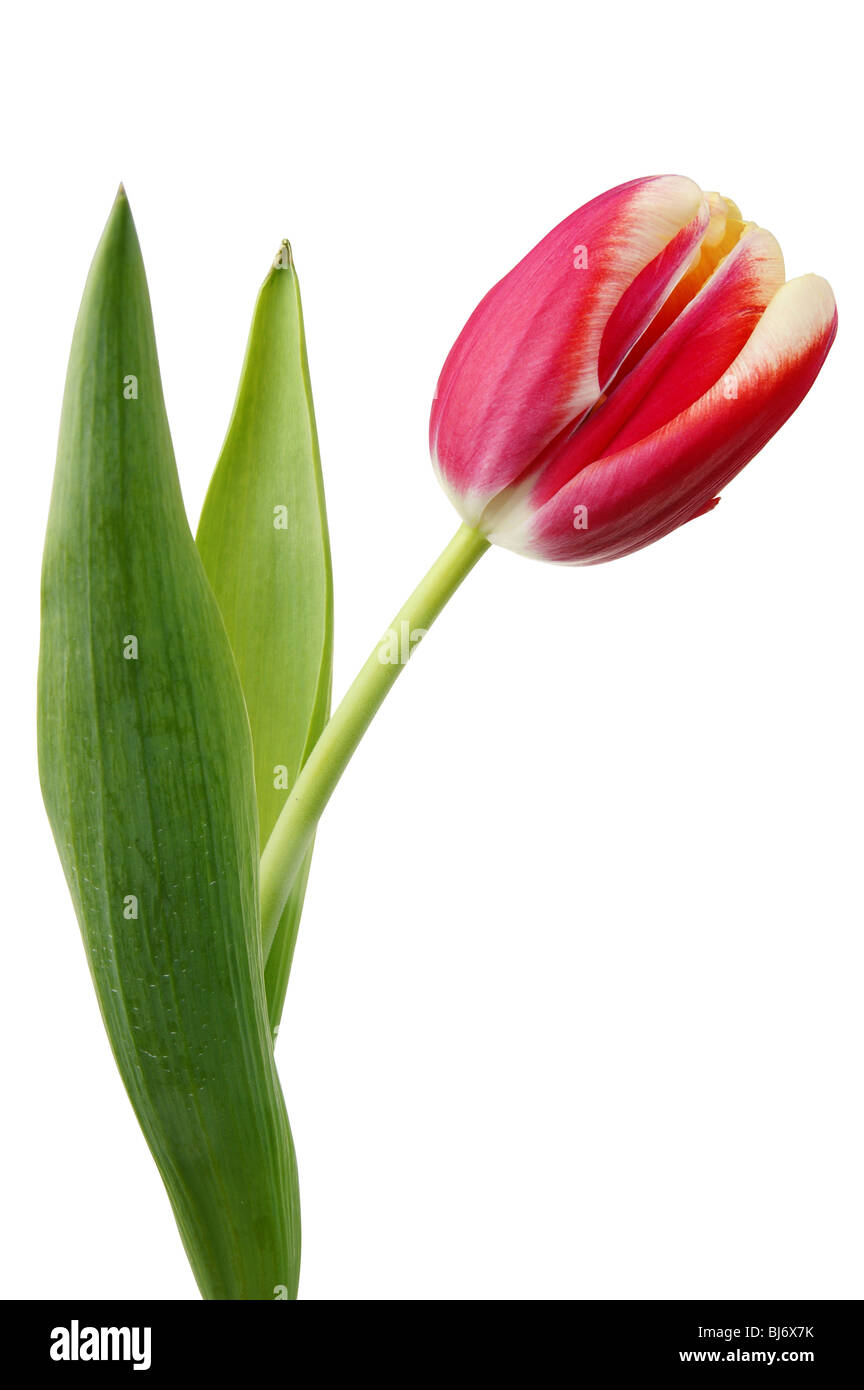 Rote frische Frühlingsluft Tulpe Nahaufnahme isoliert auf weiss Stockfoto