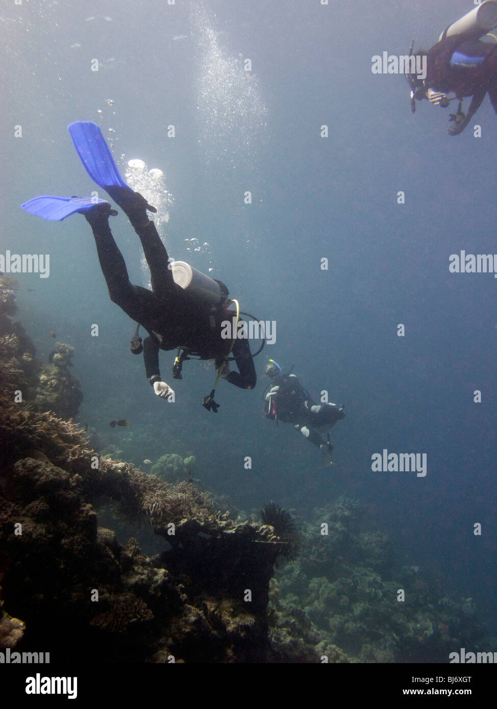 Indonesien, Sulawesi, Wakatobi Nationalpark, Unterwasser, Taucher schwimmen über dem Korallenriff Stockfoto
