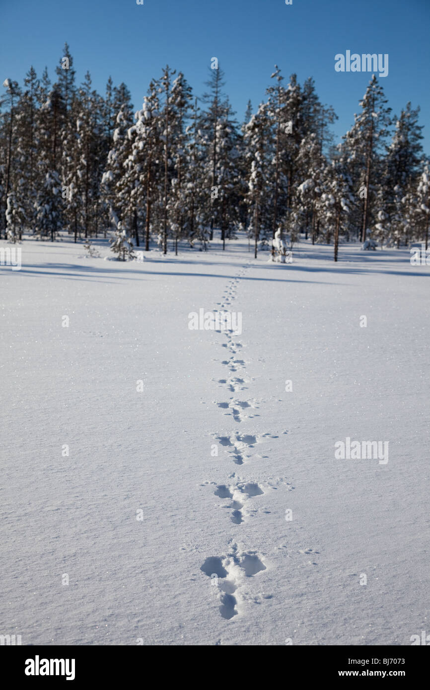 Winterlandschaft Stockfoto