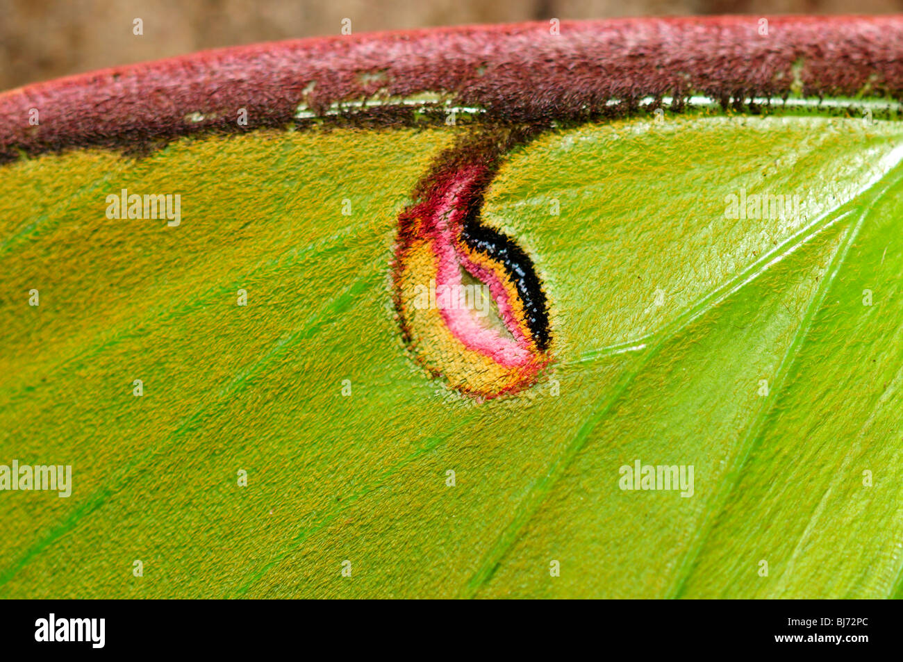 Eine Nahaufnahme auf dem skalierten Flügel eine grüne Luna Motte (Actias Luna). Stockfoto