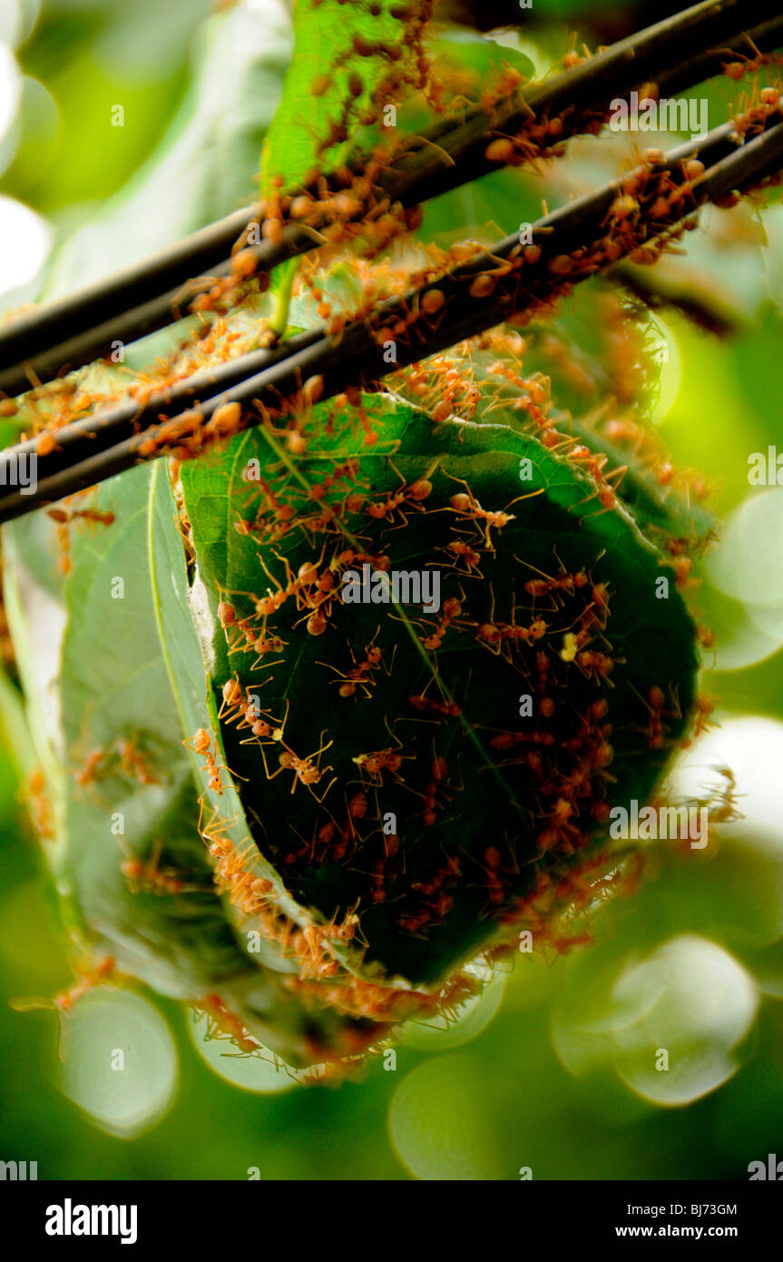 rote Ameise Nest, Ko Kret (Koh Kred), Bangkok, thailand Stockfoto