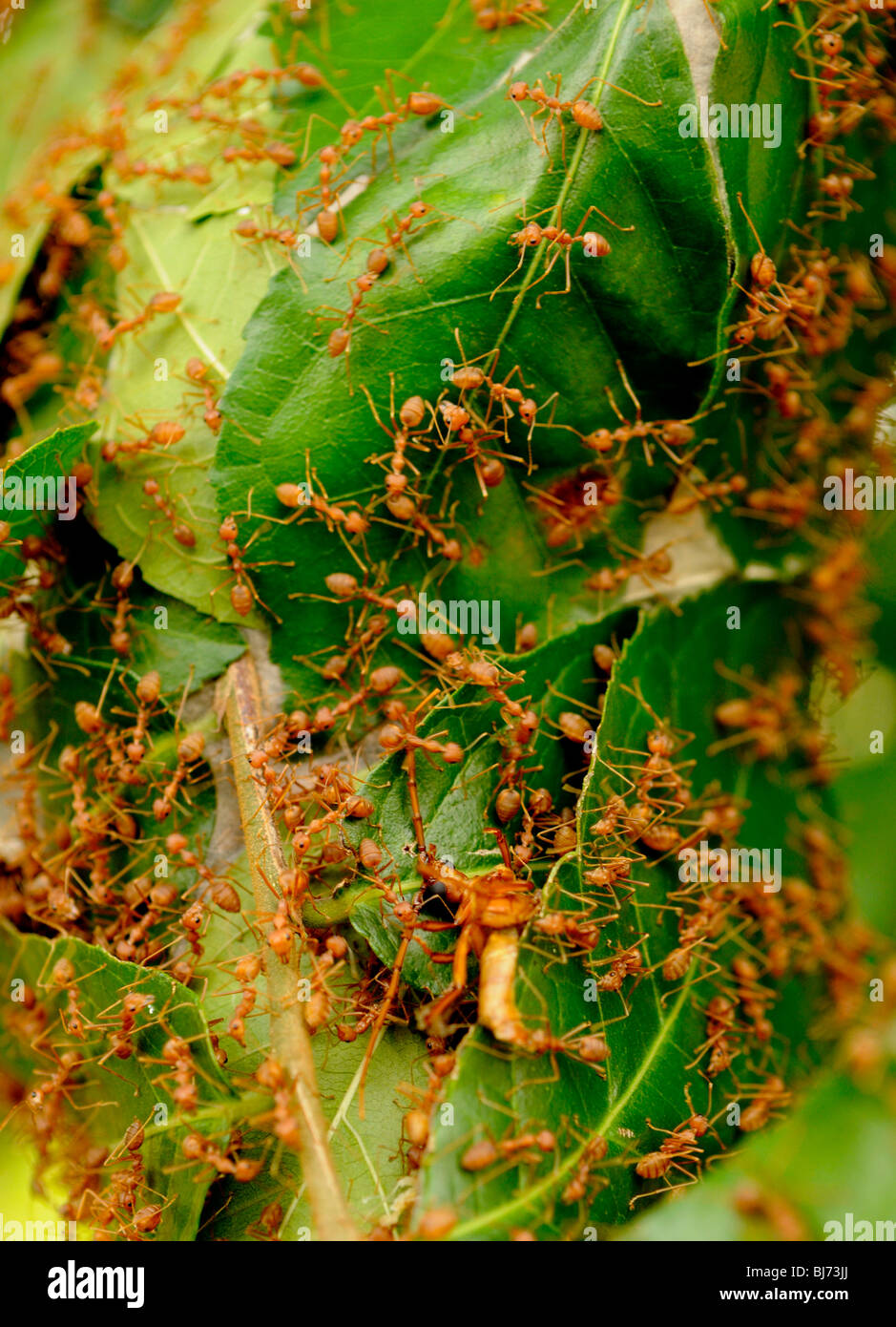 rote Ameise Nest, Ko Kret (Koh Kred), Bangkok, thailand Stockfoto