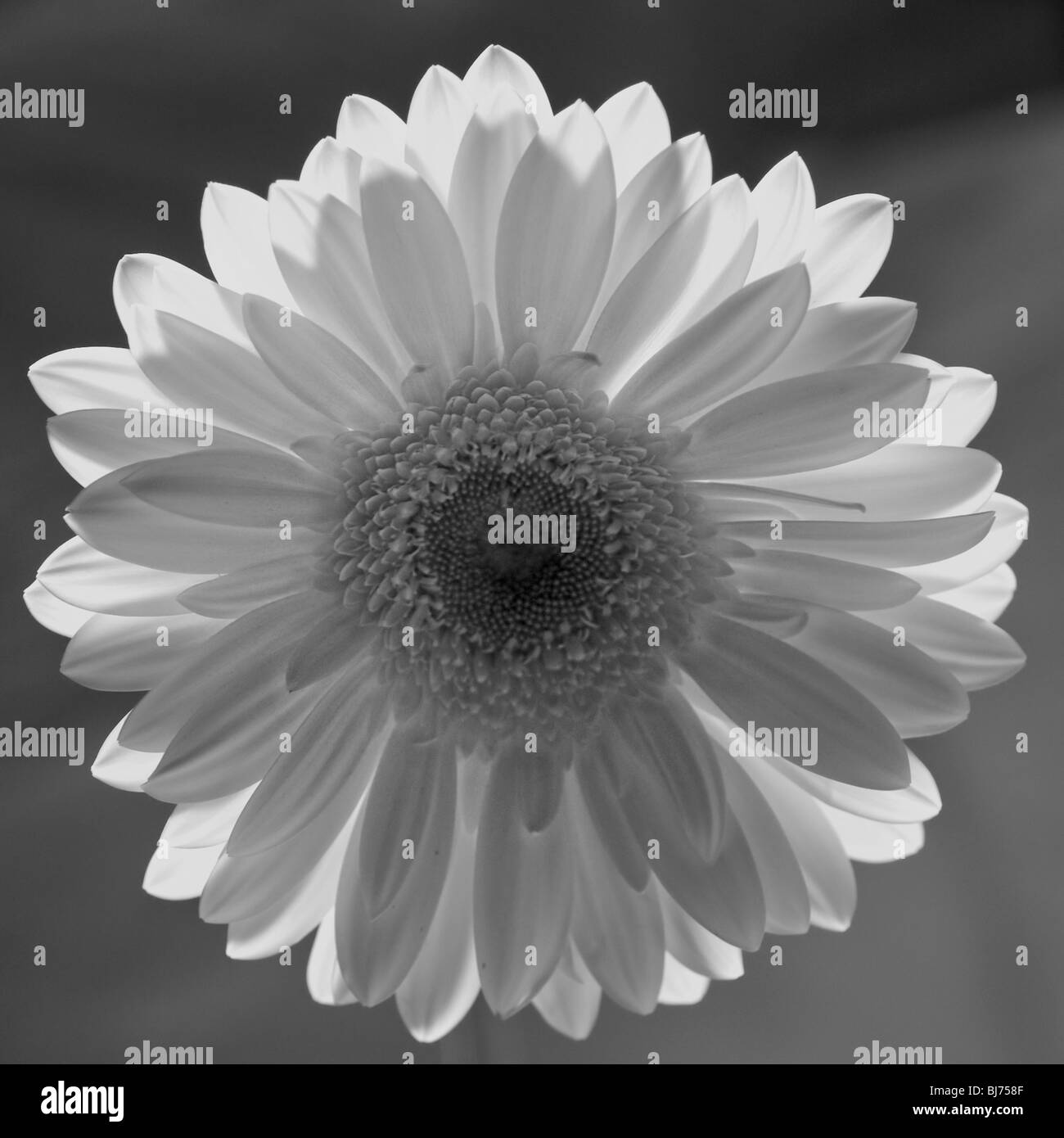 Monochrome Blume Stockfoto