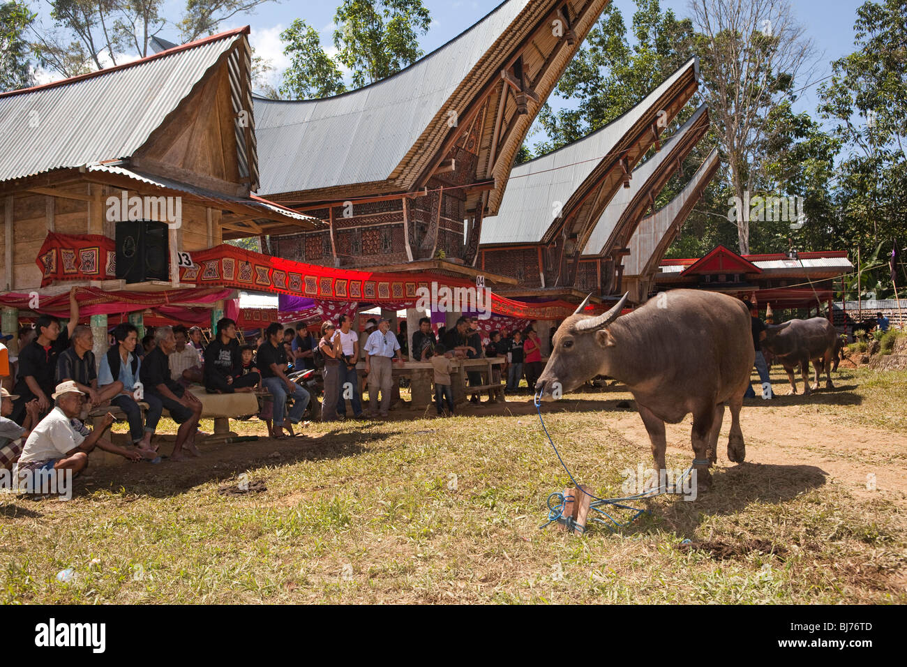 Indonesien, Sulawesi, Tana Toraja, Bebo Dorf, Toraja Beerdigung, buffalo warten auf rituelle Schlachtung Stockfoto