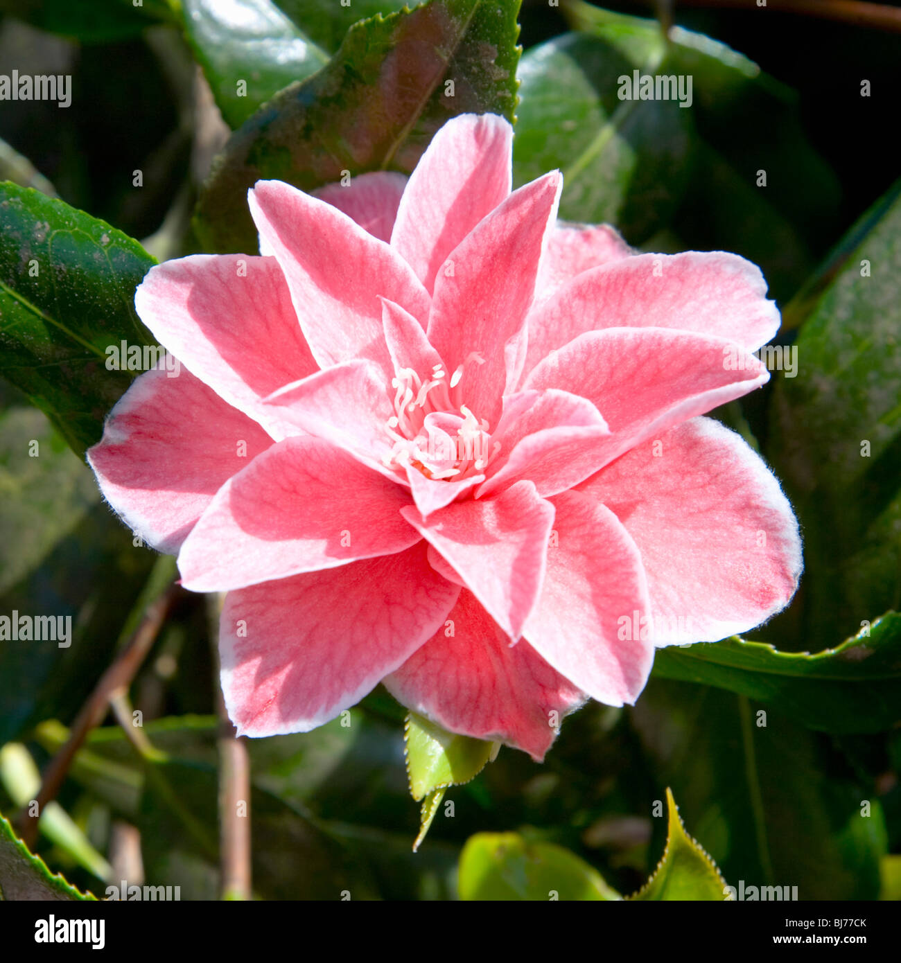 Sevenoaks, Kent, England. Blüte von Camellia Japonica "Yours Truly". Stockfoto