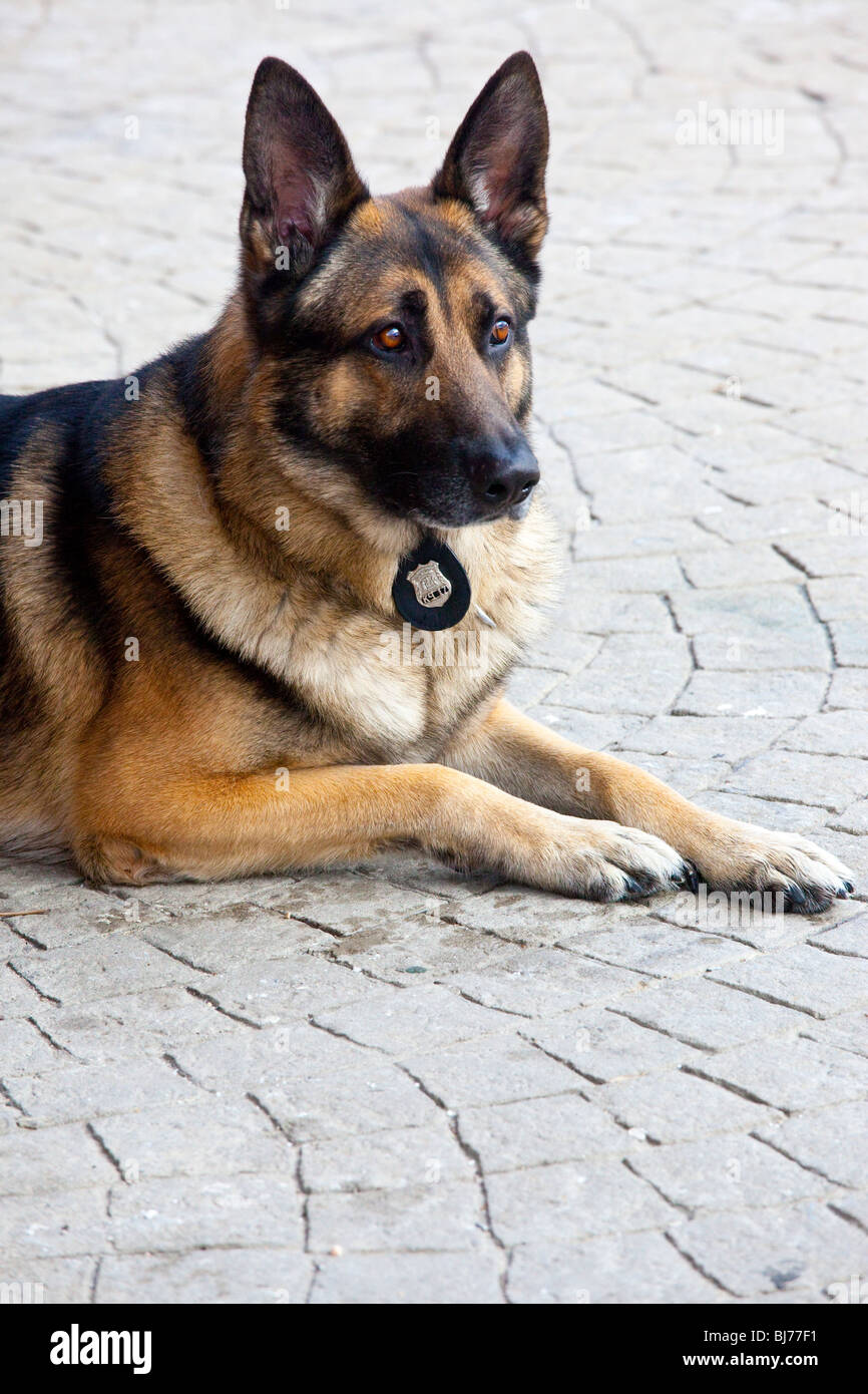 K-9 Dog Polizeieinheit in einer LIRR Station in New York City Stockfoto