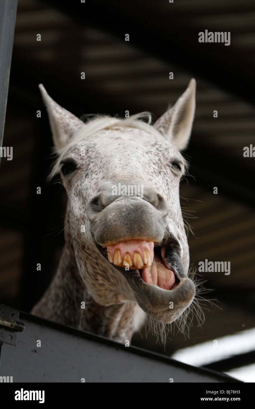 Weißes Pferd mit braunen Flecken lustige stellen Gähnen im freien stabile offene mounth Stockfoto