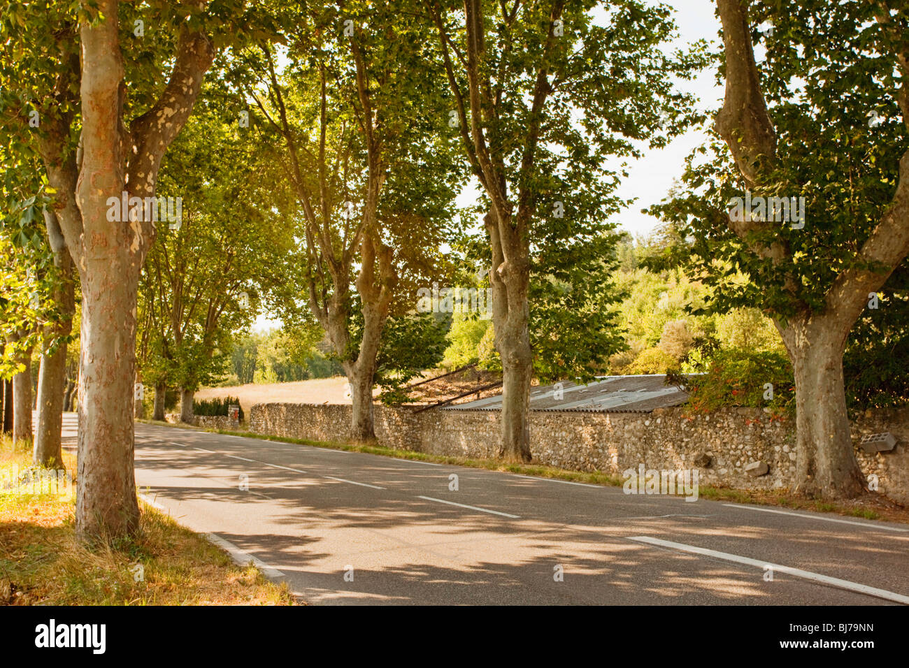 Sonnenverwöhnte Landstraße, flankiert von Sycamore Bäumen in der Provence Stockfoto
