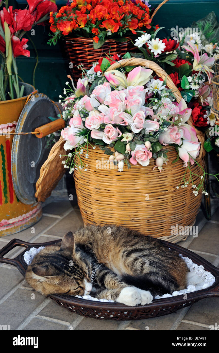 Schlafende Katze vor Flower Shop, Mytilini, Lesbos, Griechenland Stockfoto