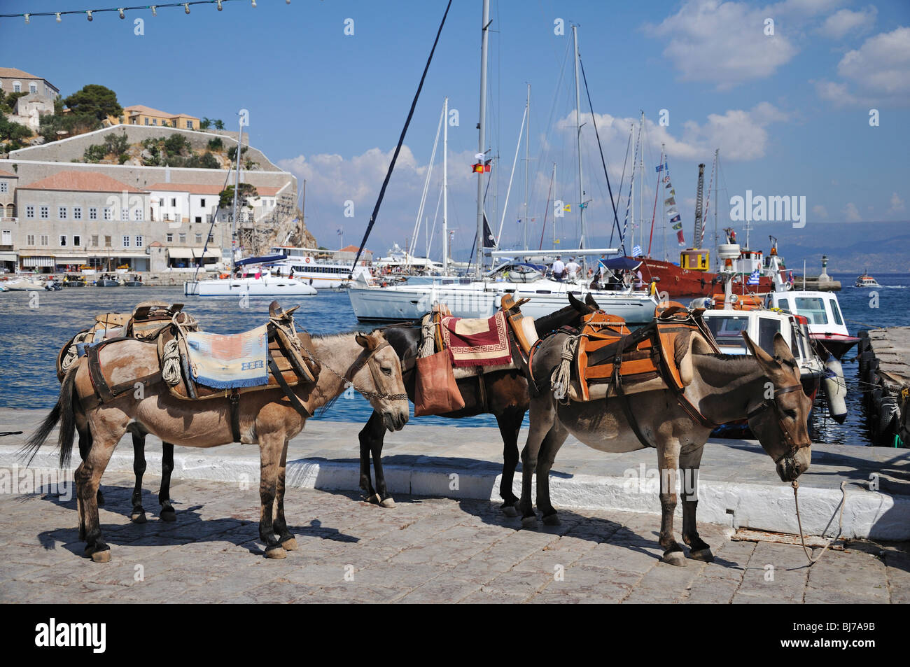 Esel warten auf eine Fahrt, Hydra-Insel, Griechenland Stockfoto