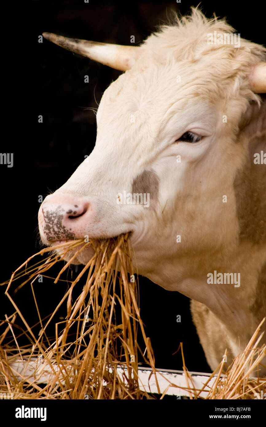 Bull Essen Heu Stockfoto
