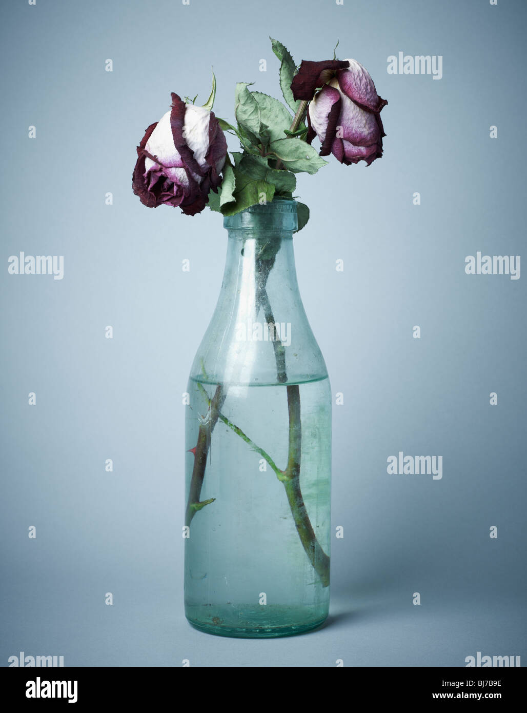 sterbende Rosen Stockfoto