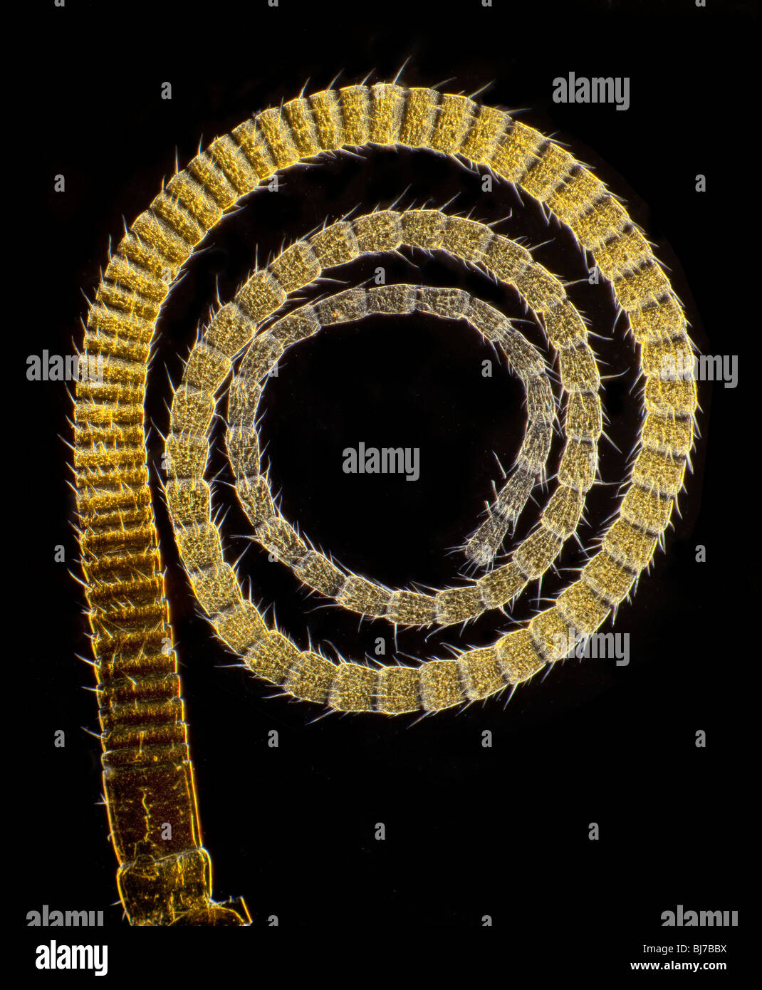 Dunkelfeld Mikrophotographie der Antenne eines Käfers Stockfoto