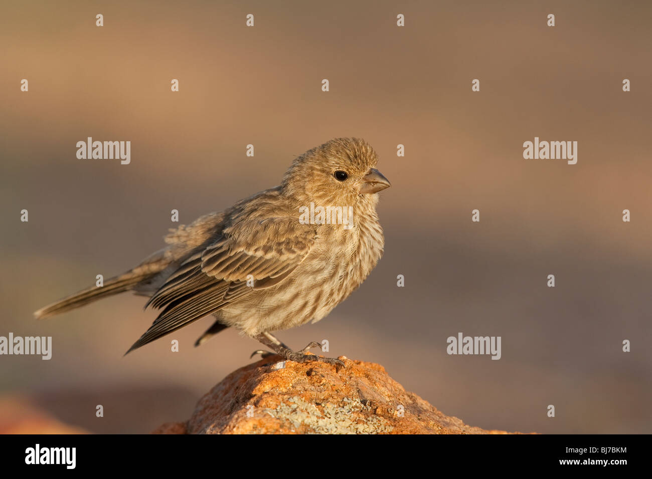 Haus Fink (Carpodacus Mexicanus Frontalis), juvenile. Stockfoto