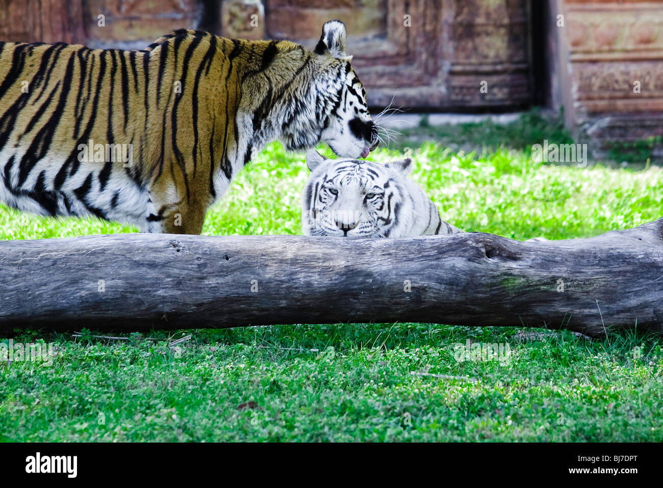 Orange und weiße Bengal Tiger in Miami MetroZoo Stockfoto