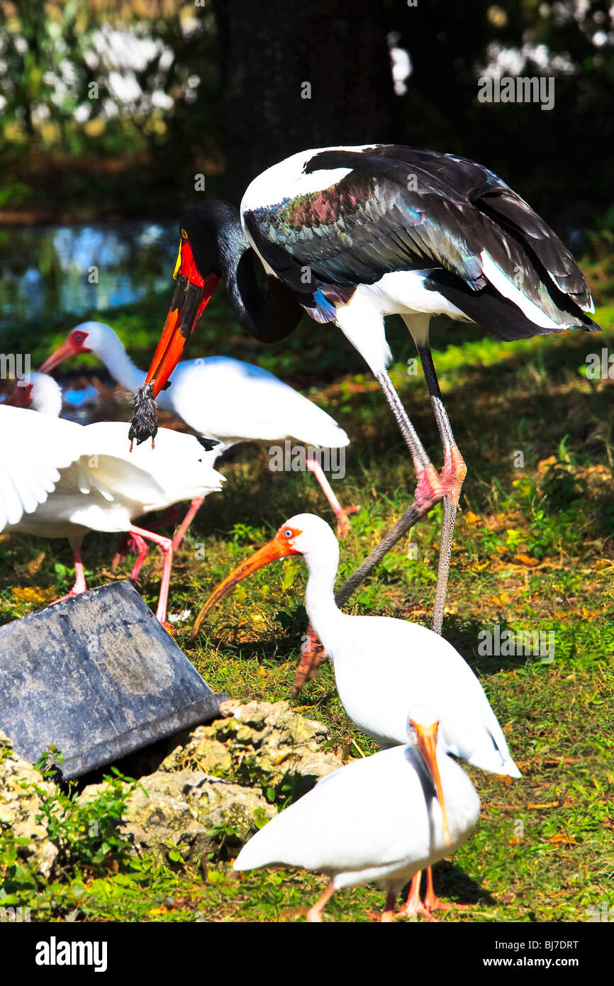 Sattel – abgerechnet Stork, häufig in Afrika (Nahrung Senegalensis) Stockfoto