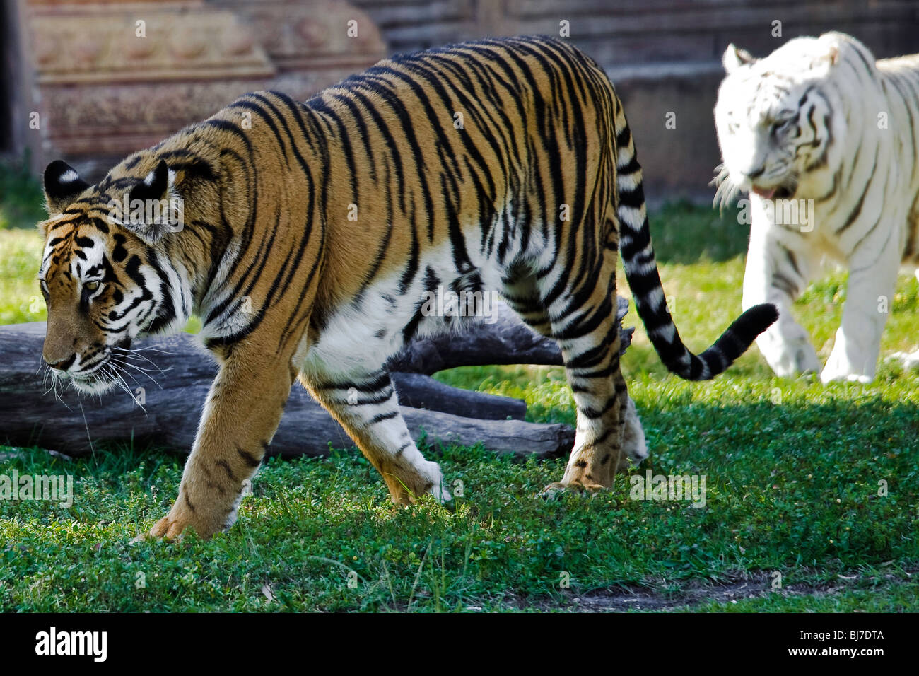 Orange und weiße Bengal Tiger Stockfoto