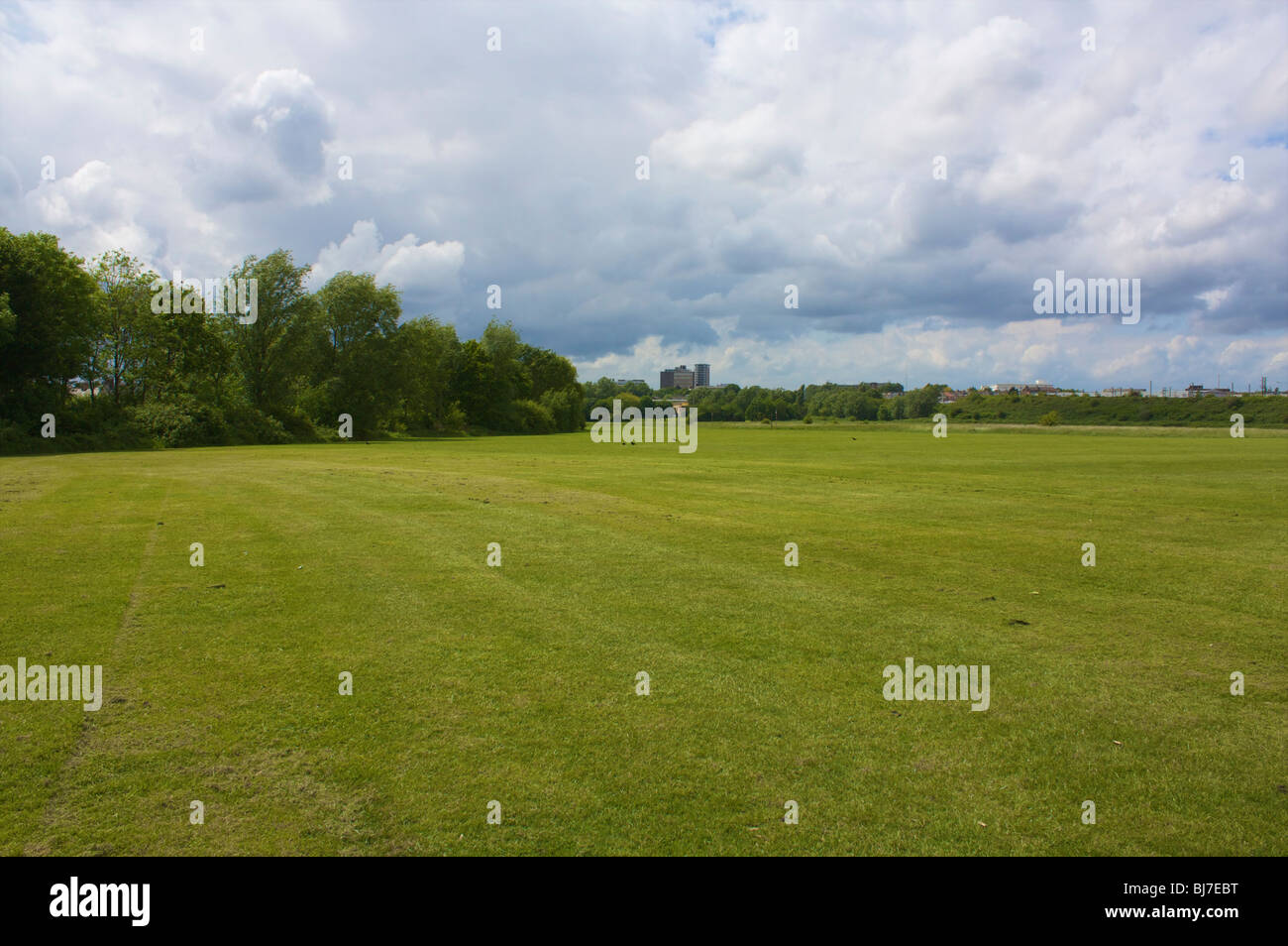 Wermut scheuert sich Spielfelder. London, UK Stockfoto