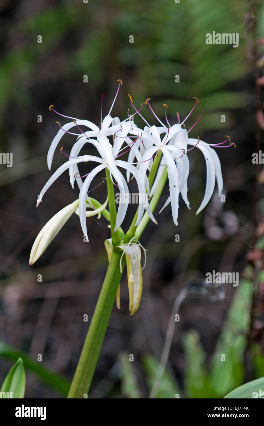 Sumpf-Lily: Crinum Americanum: Corkscrew Swamp, Florida, USA. Auch bekannt als Zeichenfolge Lily Stockfoto