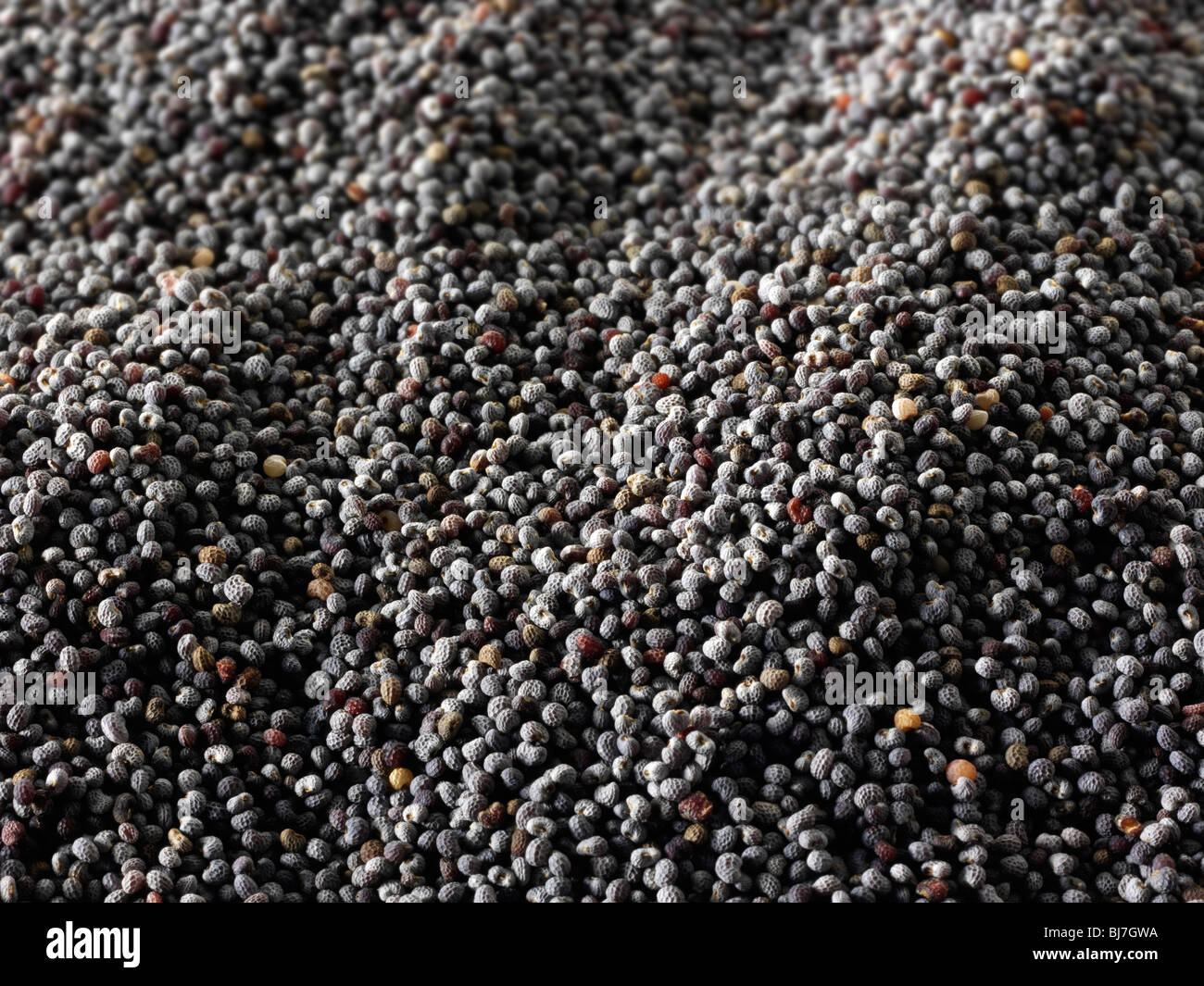 Poppy Seeds - Stockfotos Stockfoto