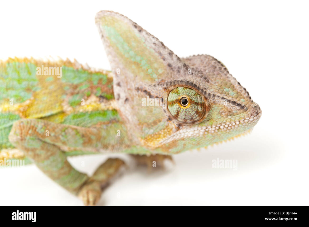 Schöne große Chamäleon sitzt auf einem weißen Hintergrund Stockfoto