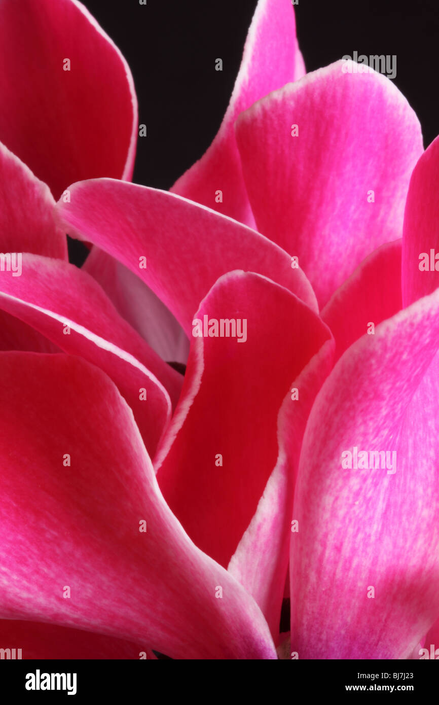 Künstlerische Nahaufnahme von rosa Cyclamen-Blütenblättern vor schwarzem Hintergrund Stockfoto