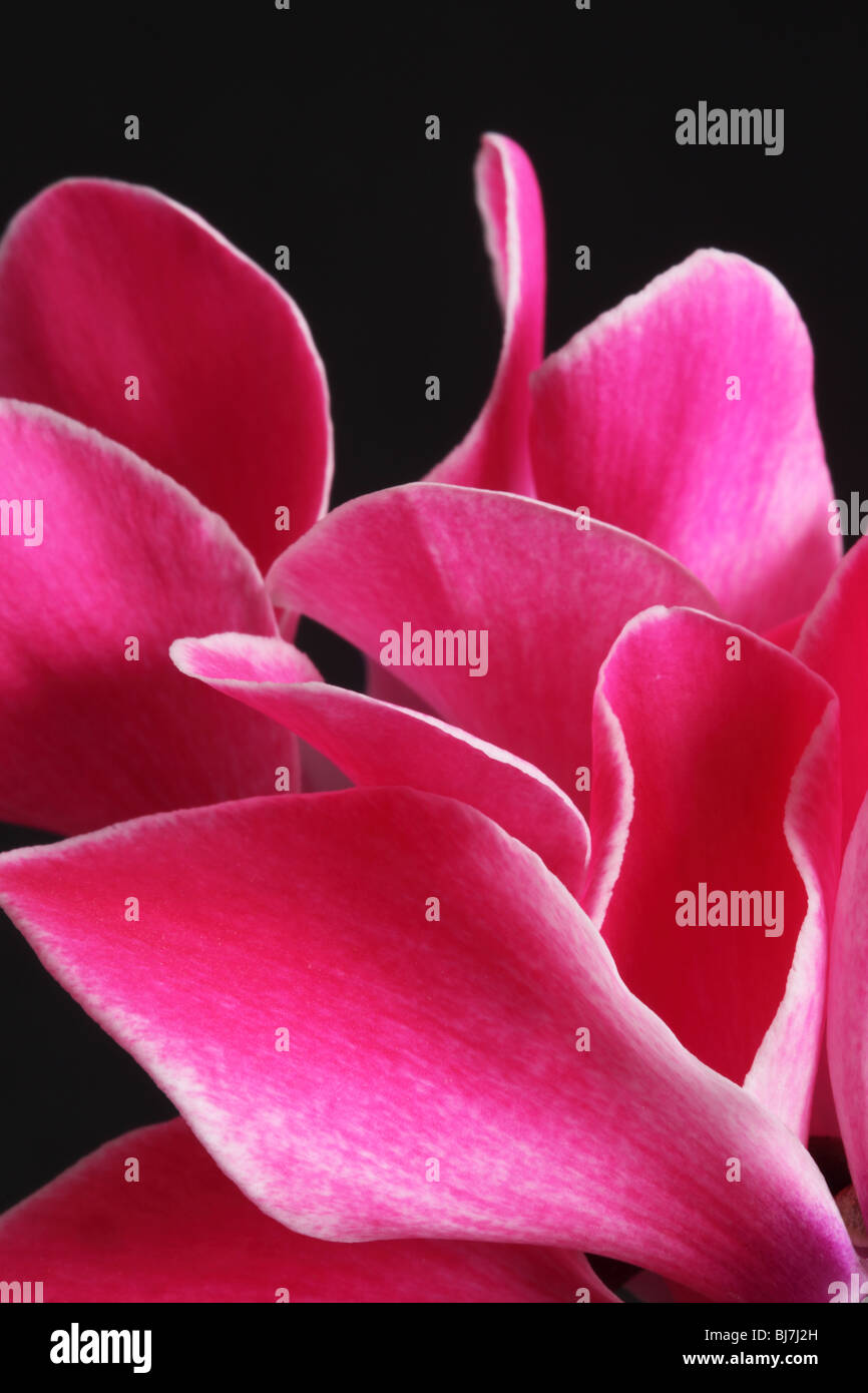 Künstlerische Nahaufnahme von rosa Cyclamen-Blütenblättern vor schwarzem Hintergrund Stockfoto