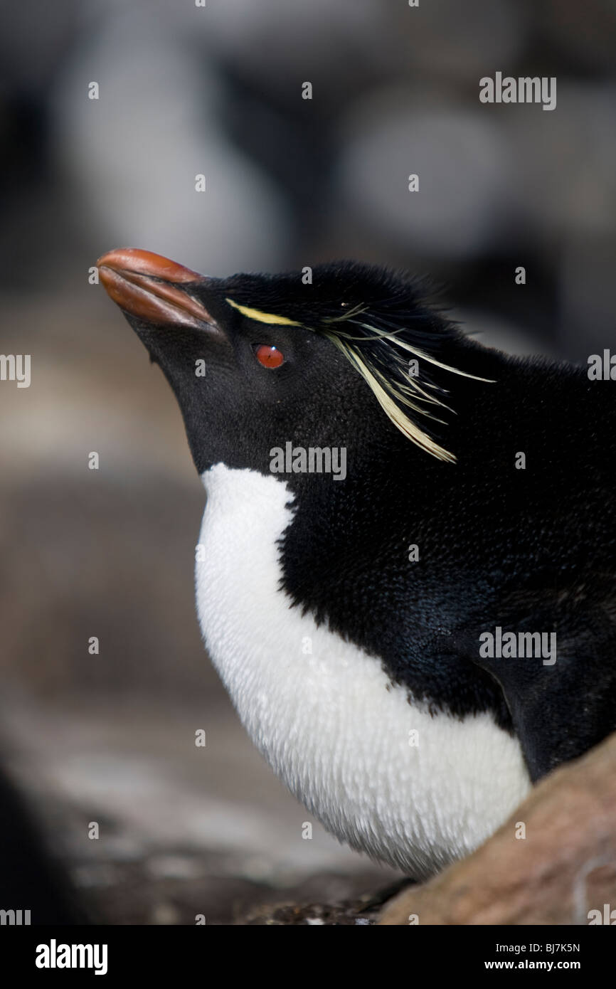 Rockhopper Penguin Eudyptes Chrysocome Felsenpinguin Rookery Saunders Island Falkland-Inseln Stockfoto