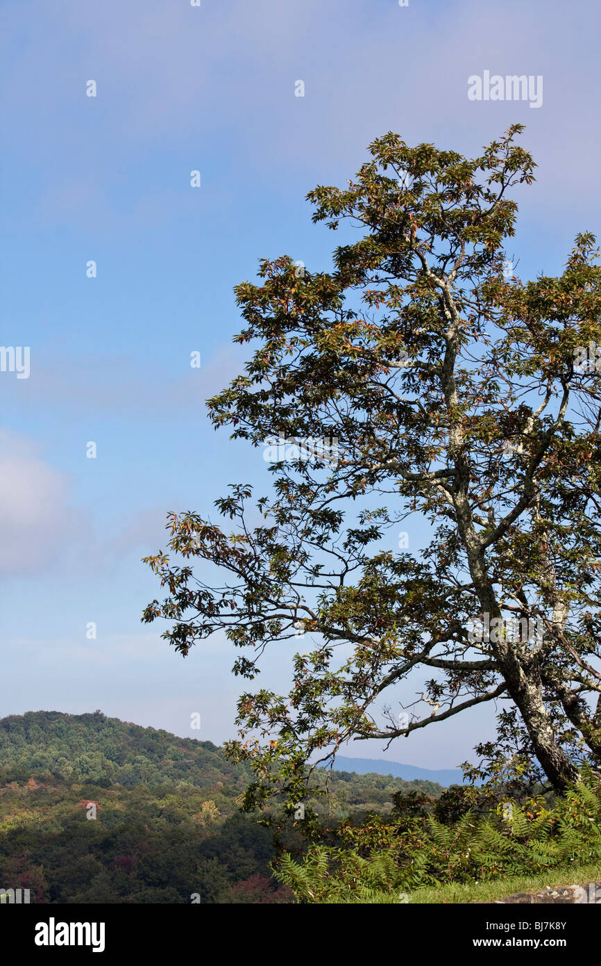 North Carolina NC The Black Mountains Overlook National Park Appalachian Blue Ridge Parkway Pkwy Hochauflösenformat in den USA in Hochauflösung Stockfoto
