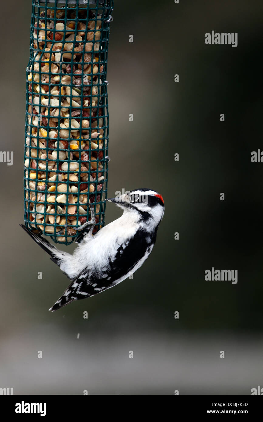 Männliche Dunenspecht, Picoides Pubescens am Vogelhäuschen. Stockfoto