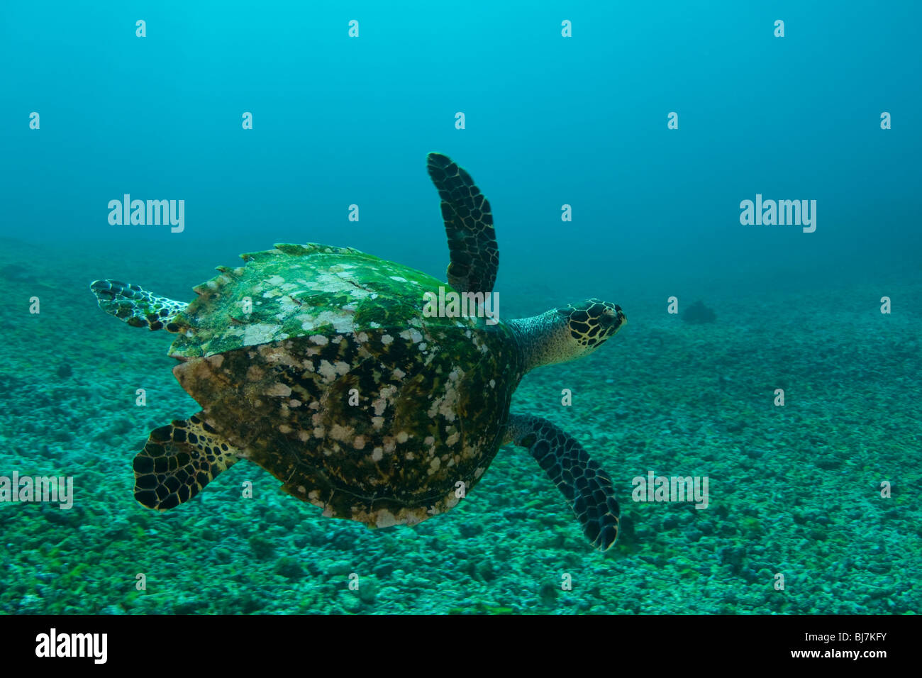 Grüne Meeresschildkröte, Chelonia Mydas, Komodo National Park, Indonesien Stockfoto