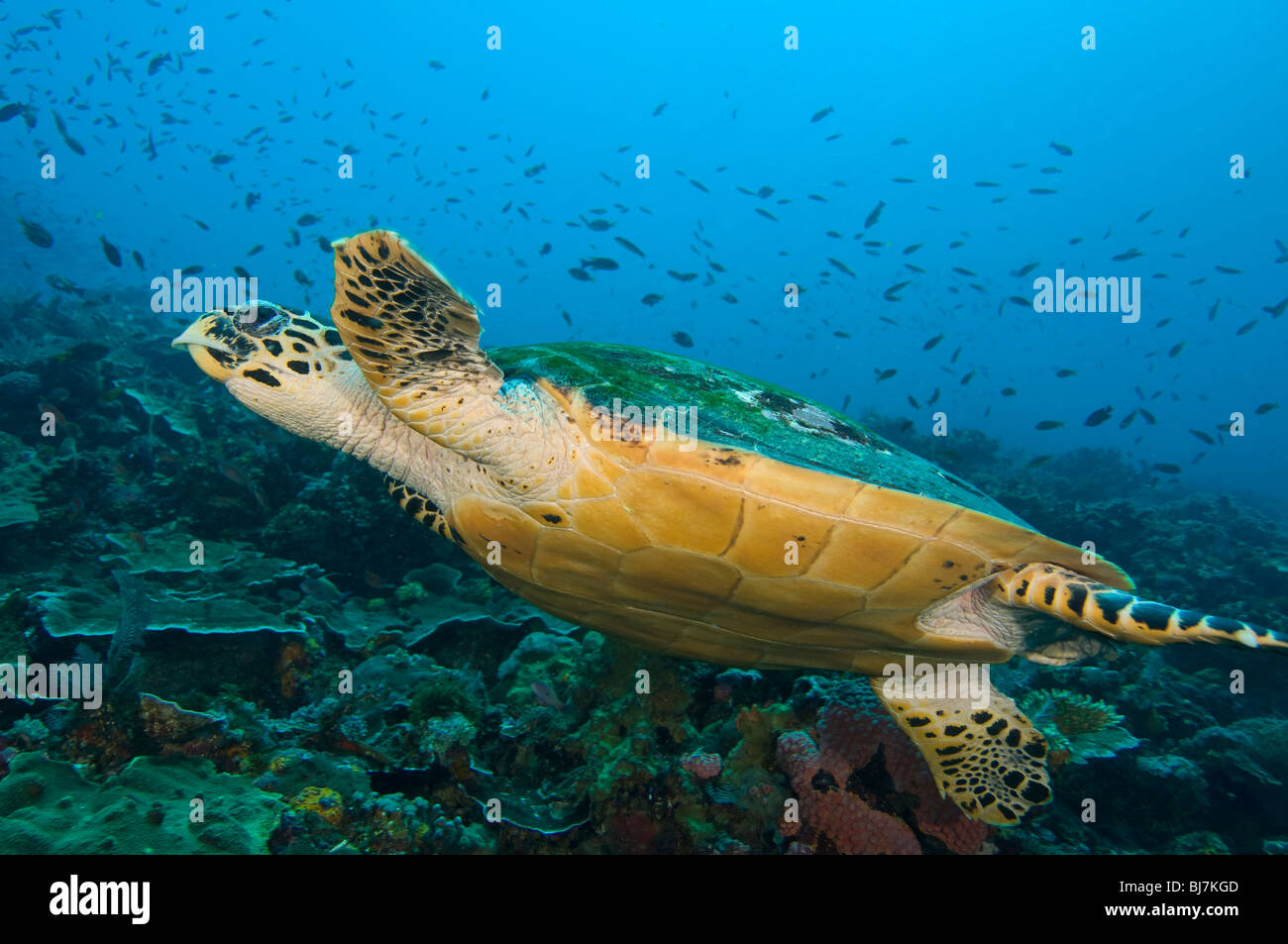 Grüne Meeresschildkröte, Chelonia Mydas, Komodo National Park, Indonesien Stockfoto