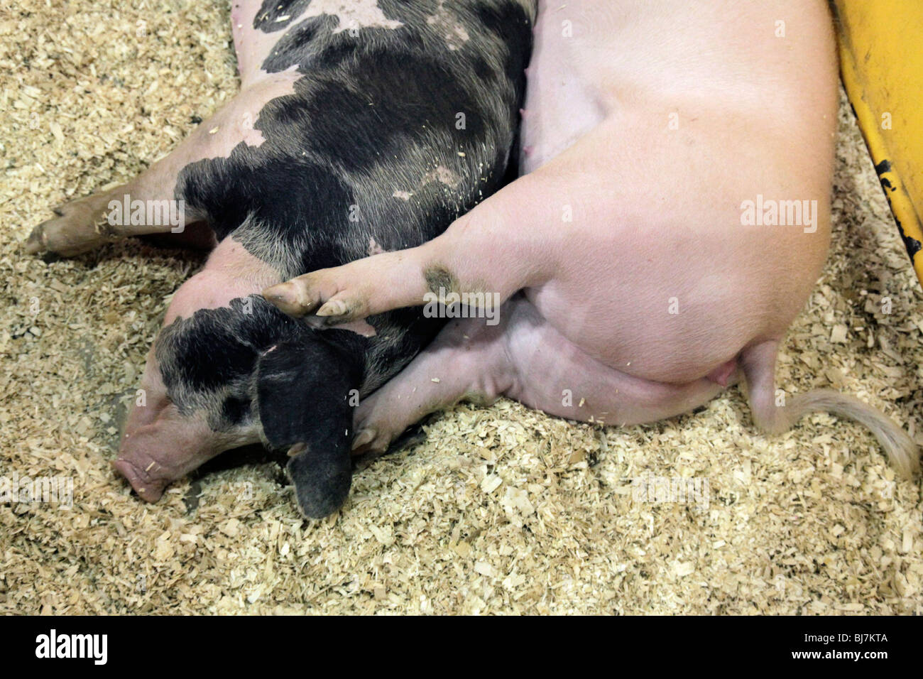 Schweine, die in New York State Fair Stockfoto