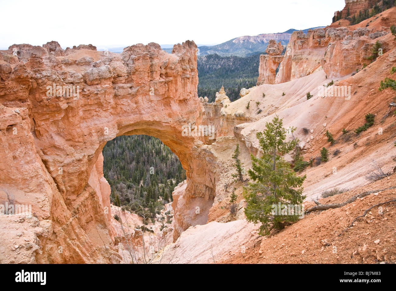 Bryce Canyon National Park in Utah, USA Stockfoto