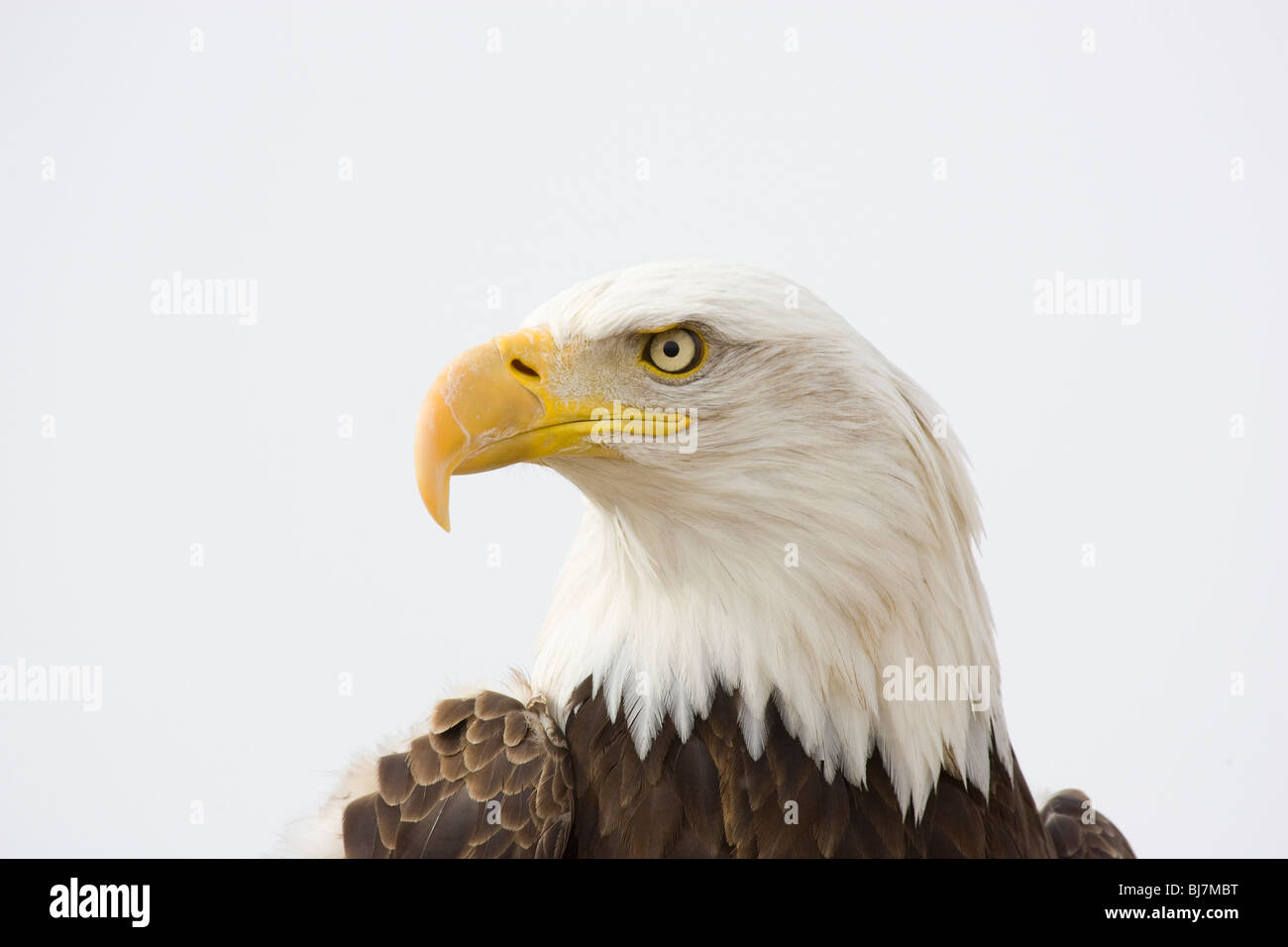 Erwachsenenbildnis des Weißkopfadlers Stockfoto