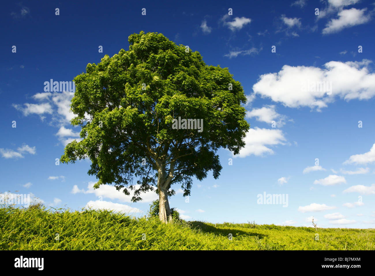 Esche, Fraxinus Excelsior, mit einem blauen Sommerhimmel mit flauschigen weißen Wolken, Wales, U.K Stockfoto