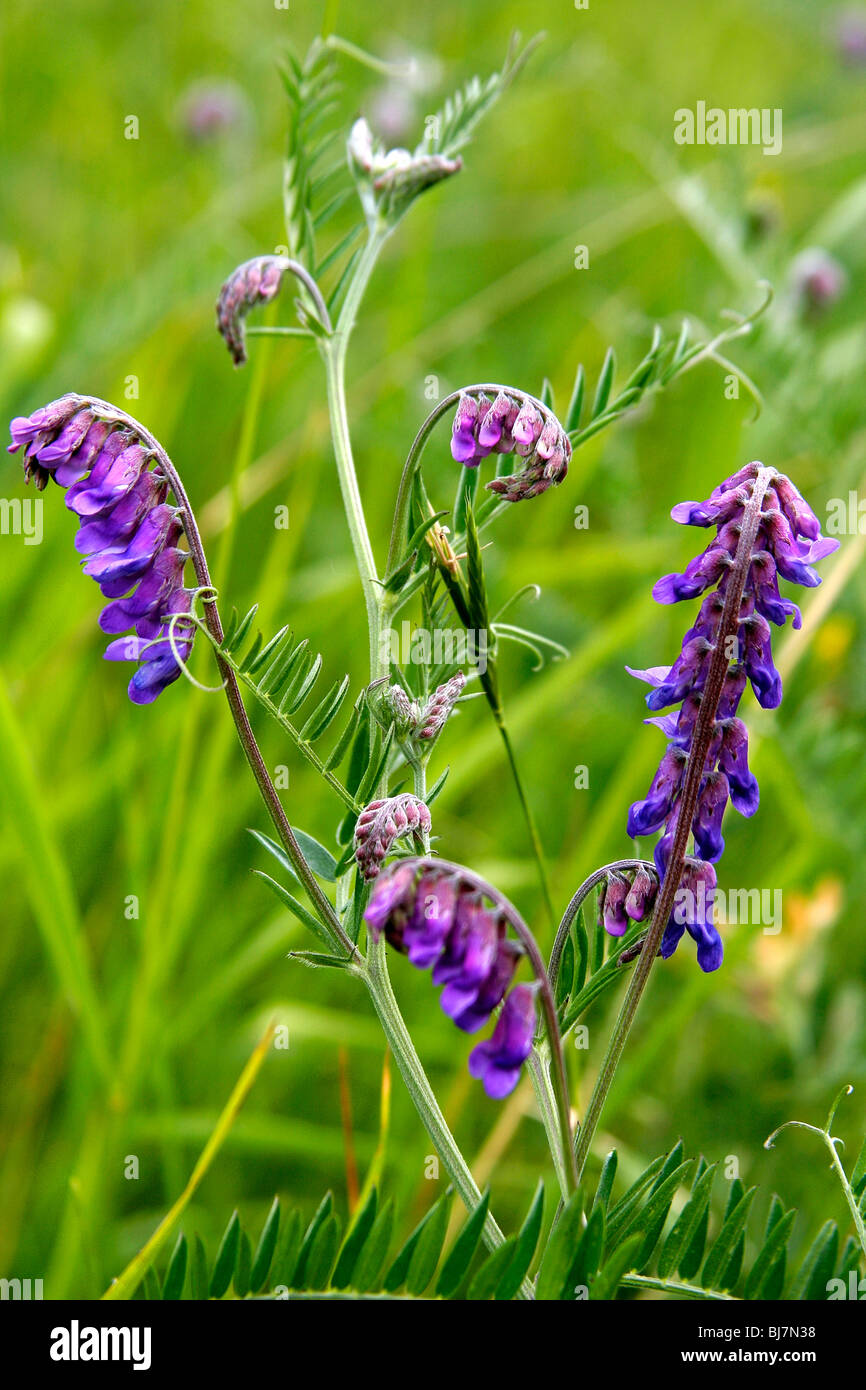 Getuftet Wicke Vicia Cracca Spring Hills Löcher Englisch Nature Reserve Barnack Blumendorf Cambridgeshire England UK Stockfoto