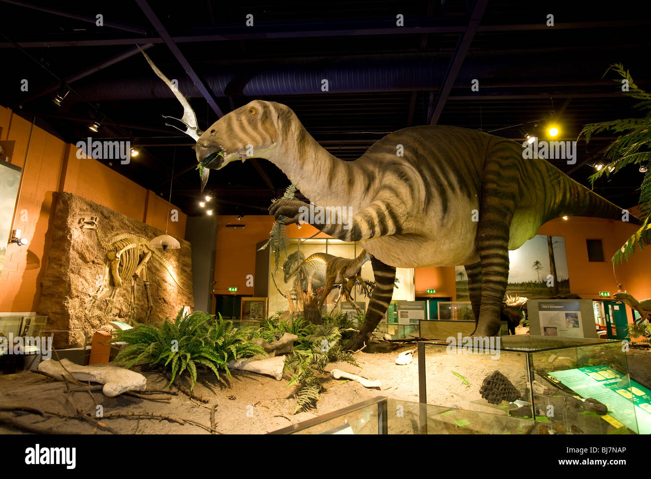 Iguanodon, Dinosaur Museum Sandown Isle of Wight England Großbritannien Stockfoto