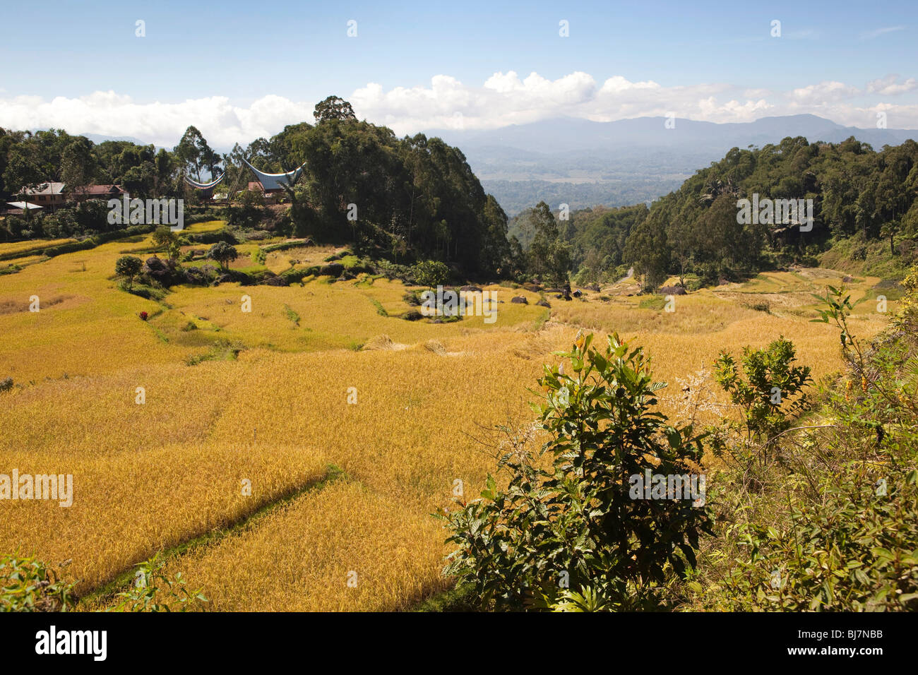 Indonesien, Sulawesi, Tana Toraja, Lokkomata, Reisfelder in der Nähe von Dorf mit traditionellen Häusern zur Erntezeit Stockfoto