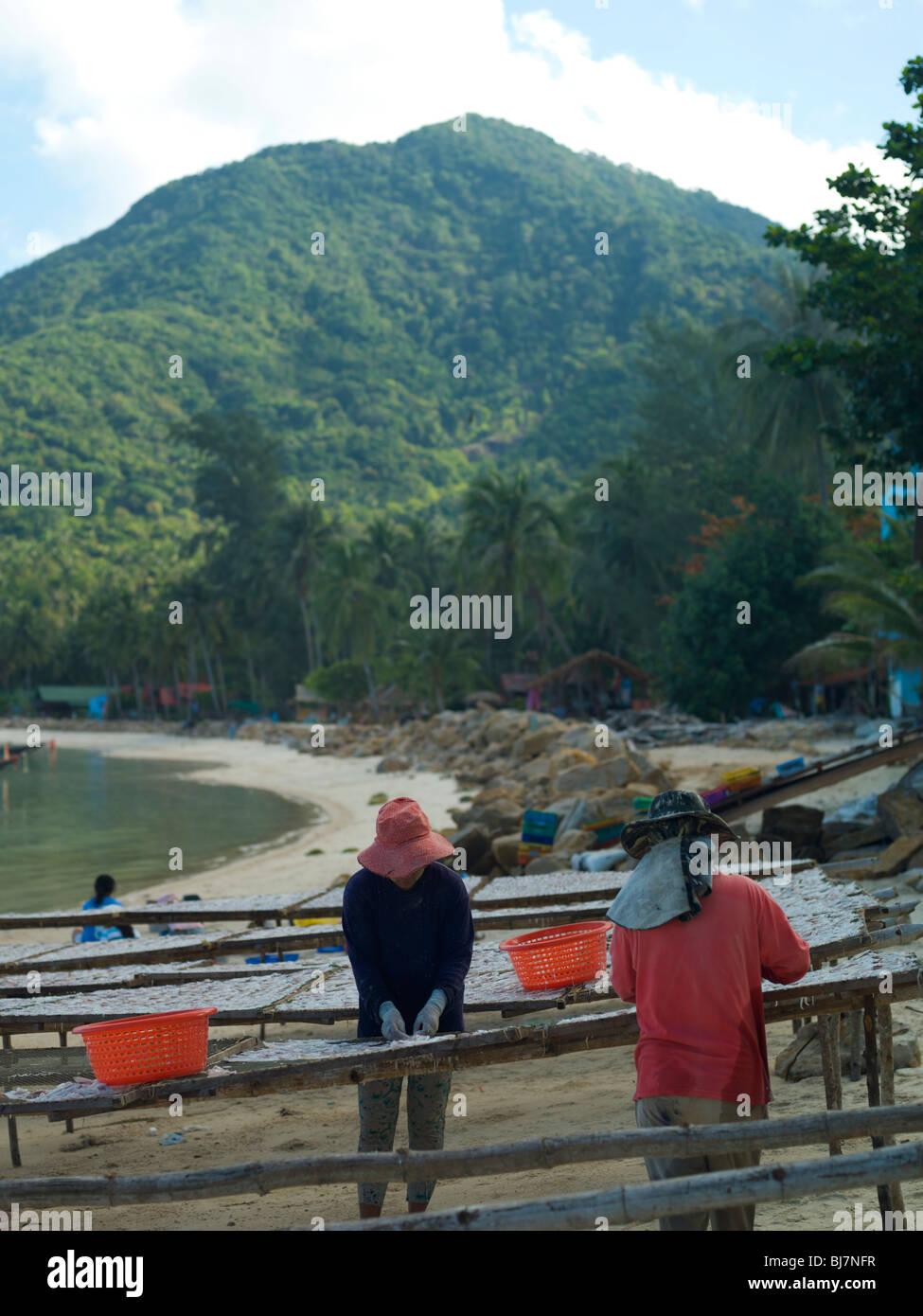 Thai Damen Tintenfisch in der Sonne trocknen auslegen Stockfoto