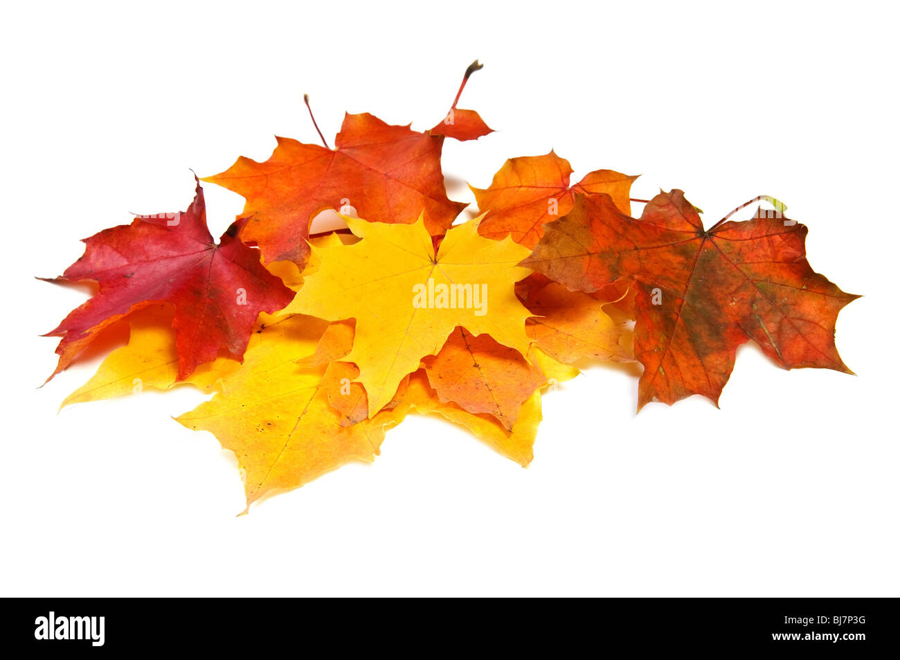 Haufen von Ahorn fallen farbige Blätter Stockfoto