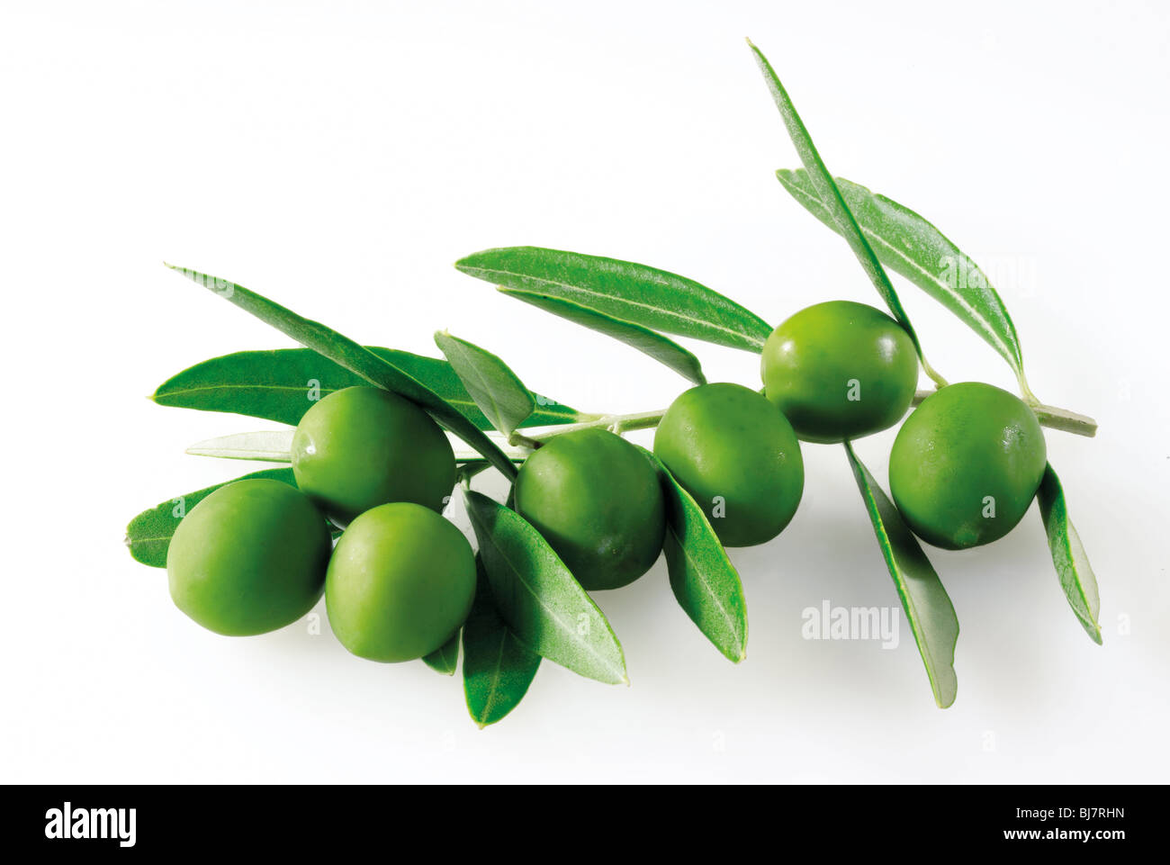 Olivenblätter und grüne Oliven Fotos Stockfoto