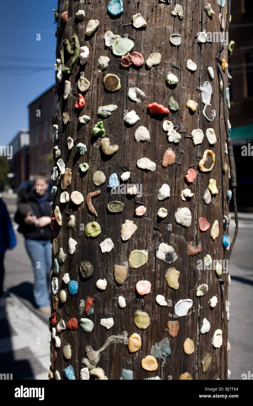 Eine Sammlung von Kaugummi auf einen Telefonmast in Charleston, South Carolina Stockfoto