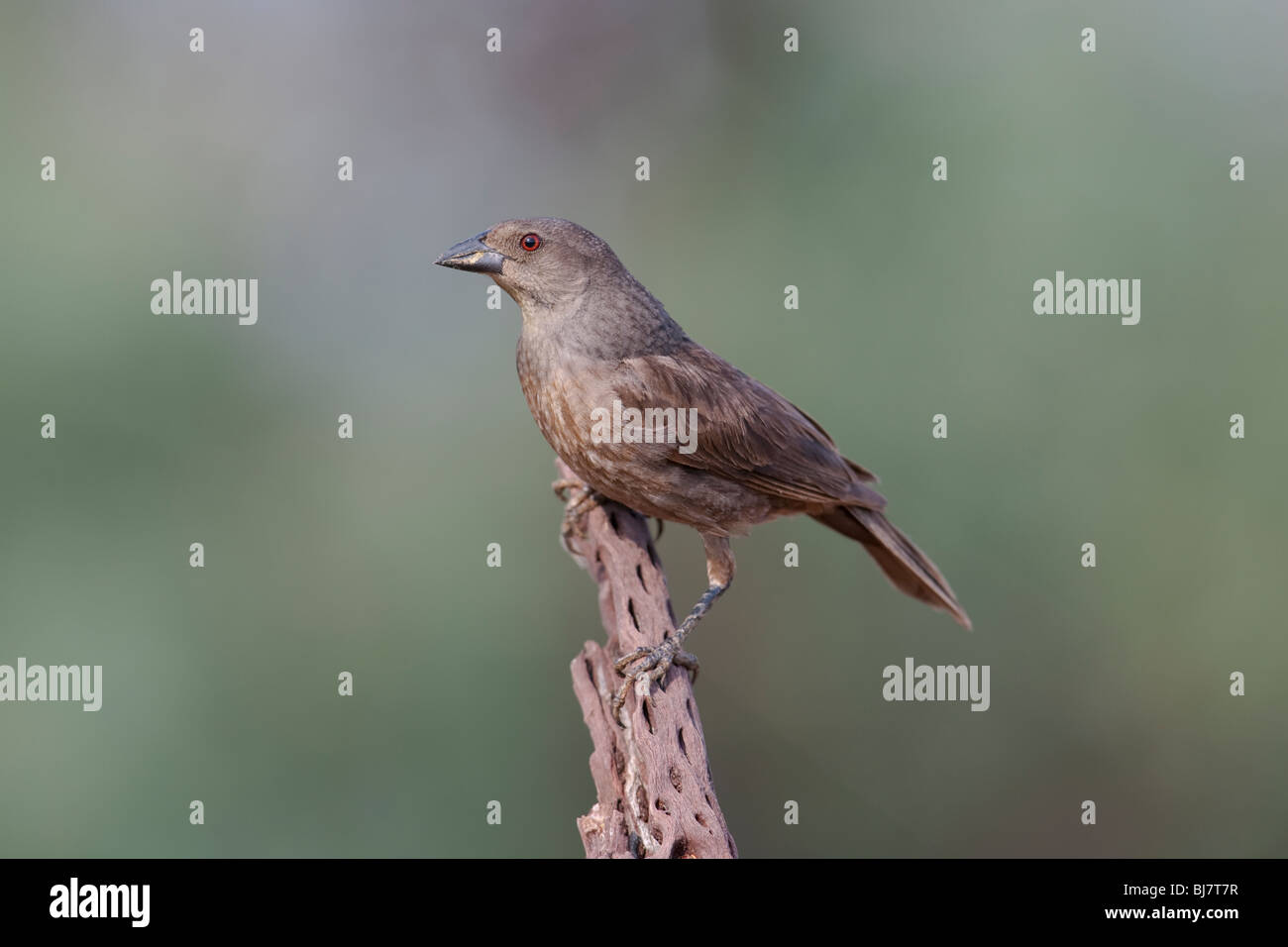 Braungebrannte Kuhstärlinge (Molothrus aeneus Loyei) weiblich. Stockfoto