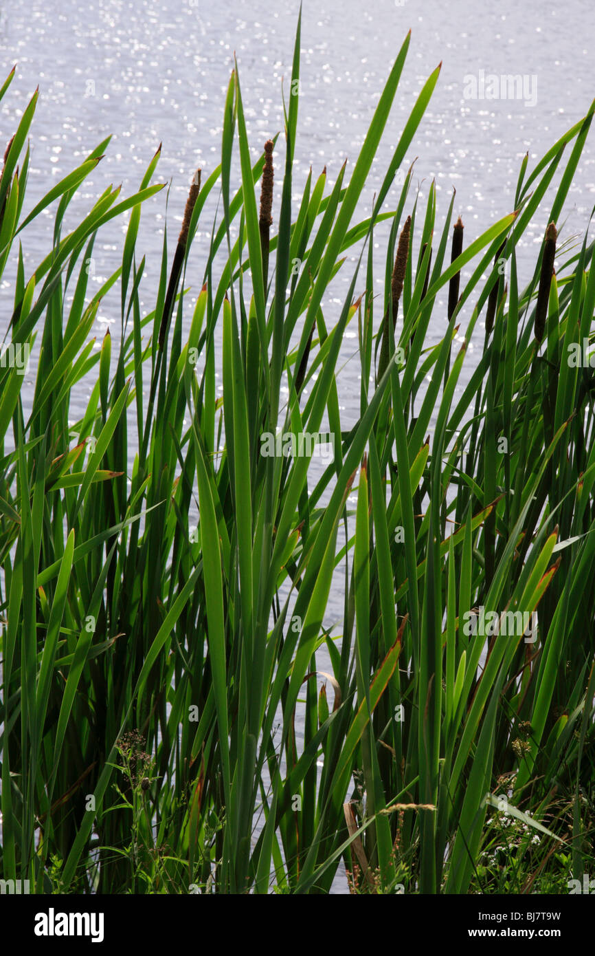 Binsen wachsen am Ufer des Sees. Stockfoto
