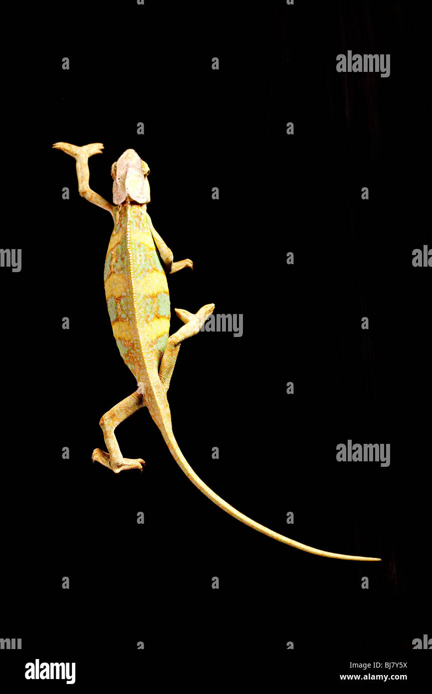 Schöne große Chamäleon sitzt auf einem schwarzen Hintergrund Stockfoto