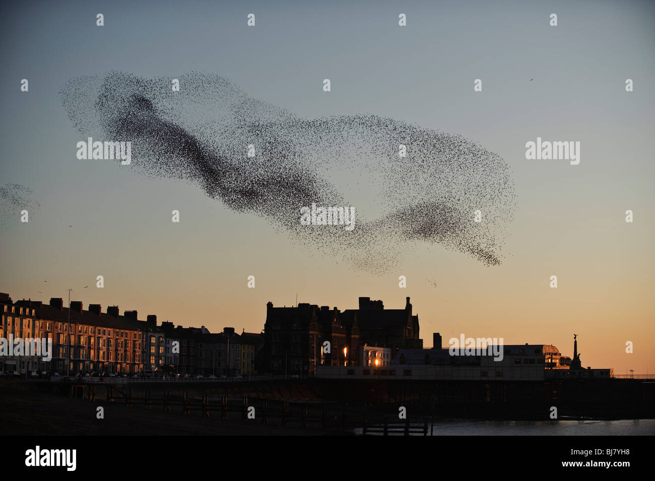 Eine Herde von Staren (Murmuration) fliegen über Aberystwyth Pier bei Sonnenuntergang, Abend, Wales UK - März Stockfoto
