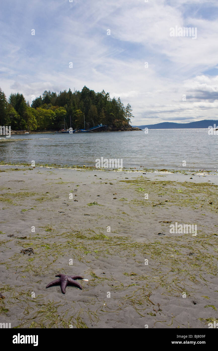 Sandstrand mit einem Seestern auf Galiano Island Stockfoto